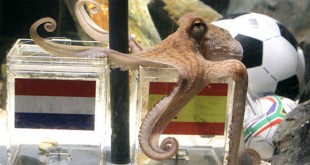 Paul the Octopus, dead at 2 1/2