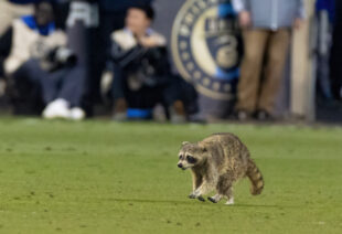 A rogue raccoon steals the spotlight during the Philadelphia Union vs New York City FC match. It spent 161 seconds (world record) on the field before it was trapped by field crews with the aid of a garbage can. He is now named “Raquinho”. 

Photo by Ron Soliman