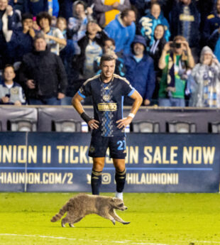 A rogue raccoon steals the spotlight during the Philadelphia Union vs New York City FC match. It spent 161 seconds (world record) on the field before it was trapped by field crews with the aid of a garbage can. He is now named “Raquinho”. 

Photo by Ron Soliman