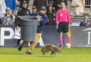 A loose racoon halts the match between Philadelphia Union and New York City FC on Wednesday, May 15th at Subaru Park in Chester, PA. Philadelphia Union 1 – 2 New York City FC

Photo by Ron Soliman